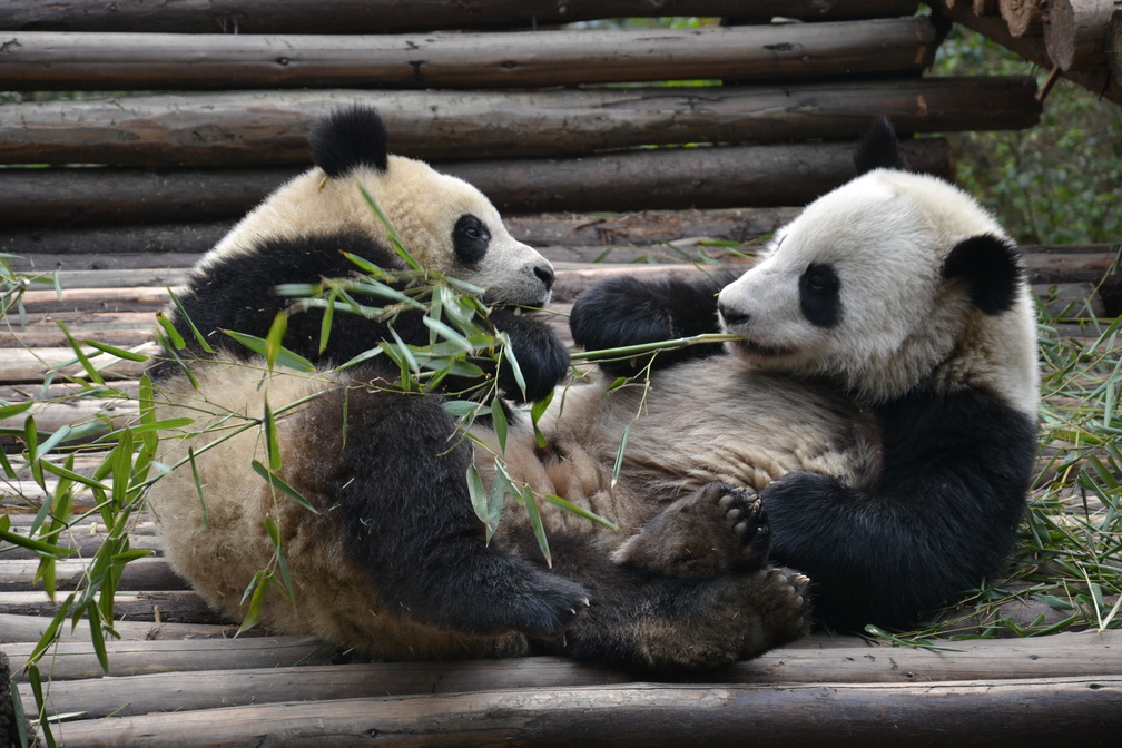 Pandi, Panda, petit ourson de Chine !